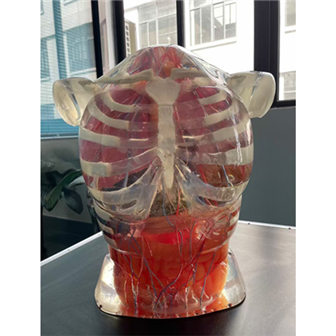 超声检查训练体模